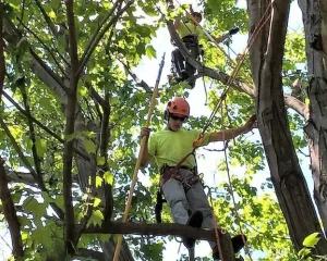 The Importance of Spring Tree Trimming - Cover