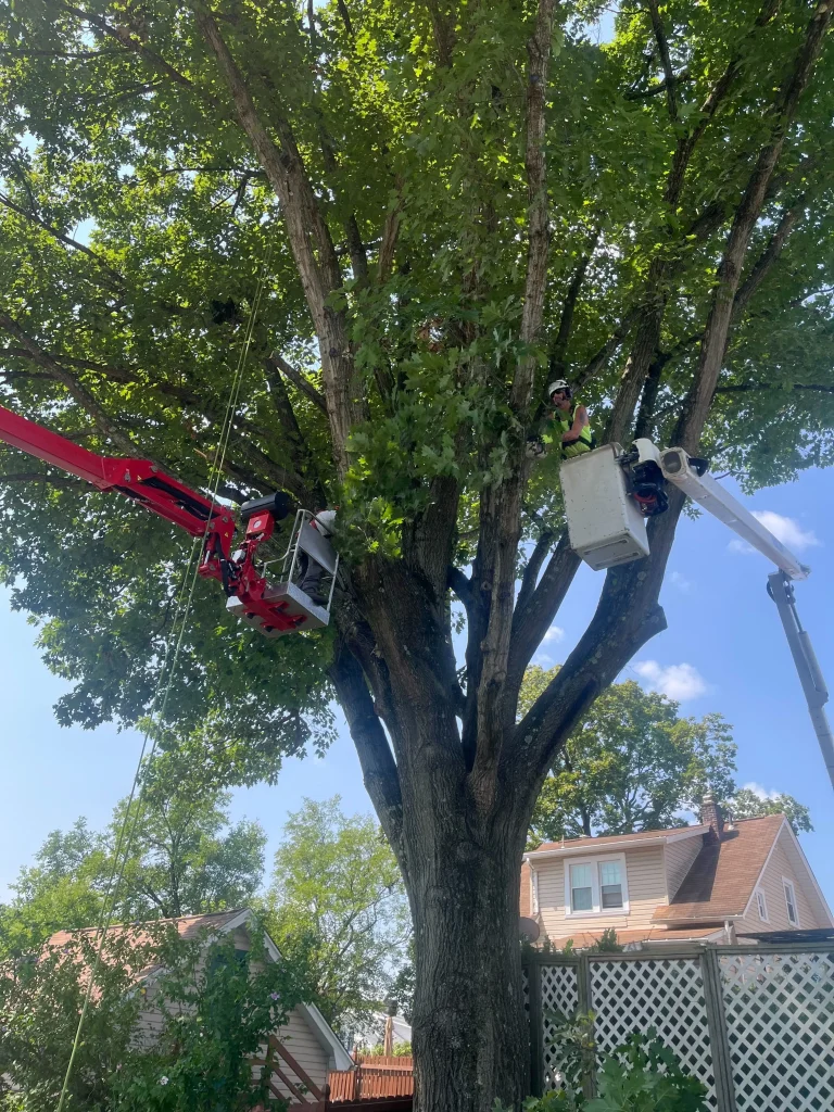 spring tree trimming importance