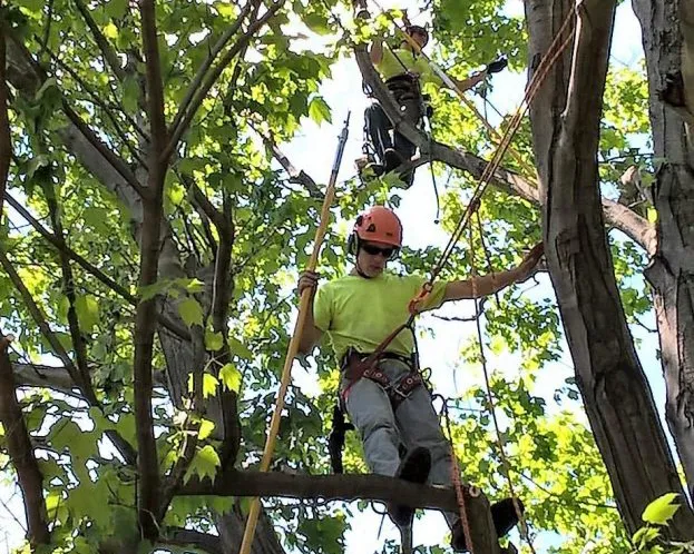 The Importance of Spring Tree Trimming - Cover