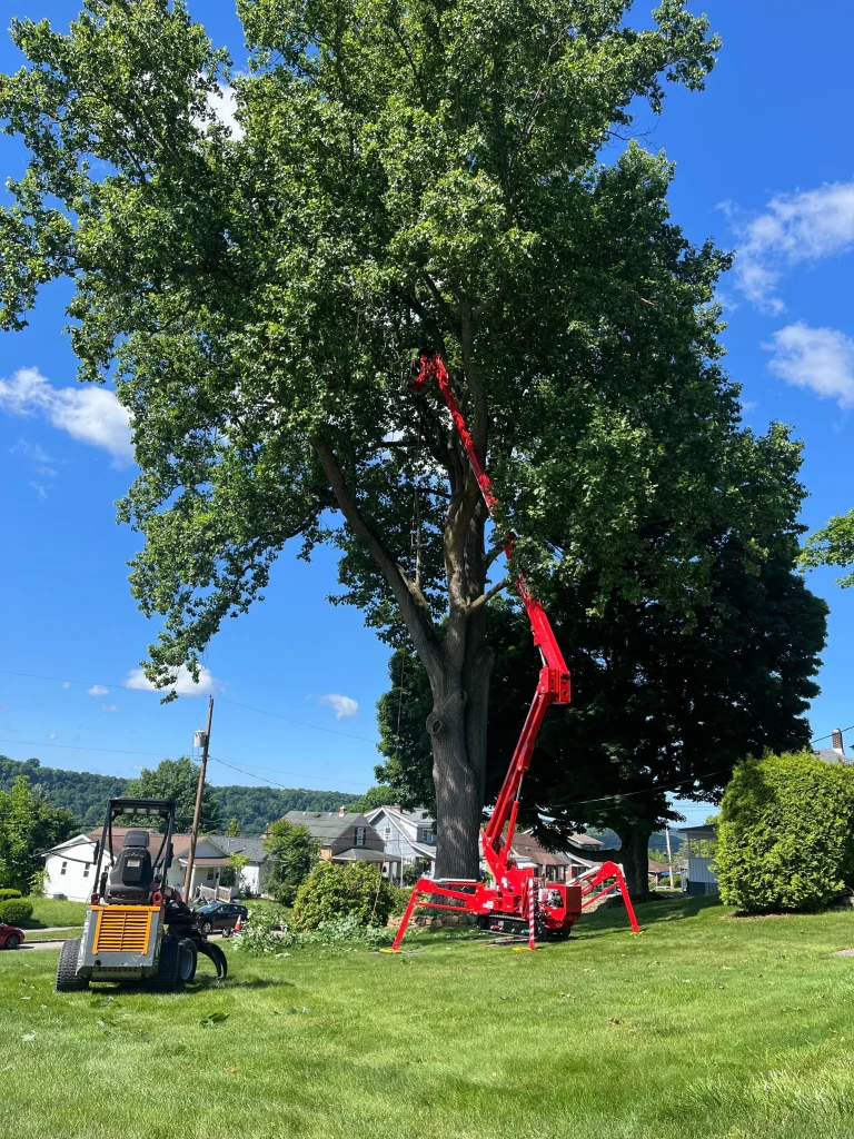 Vaughan's employee on lift performing tree trimming and maintenance