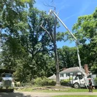 tree trim