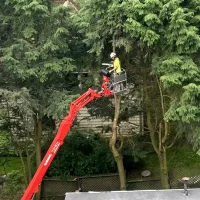 tree trim