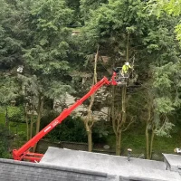 tree trim