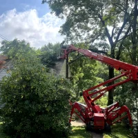 tree trim