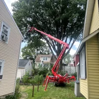 tree trim