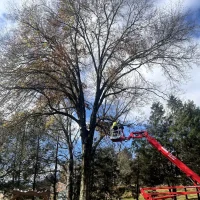 tree trim