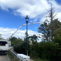 tree trim