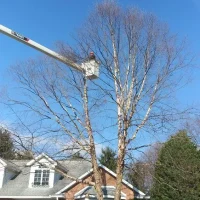 tree trim