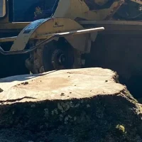 stump-removal-1